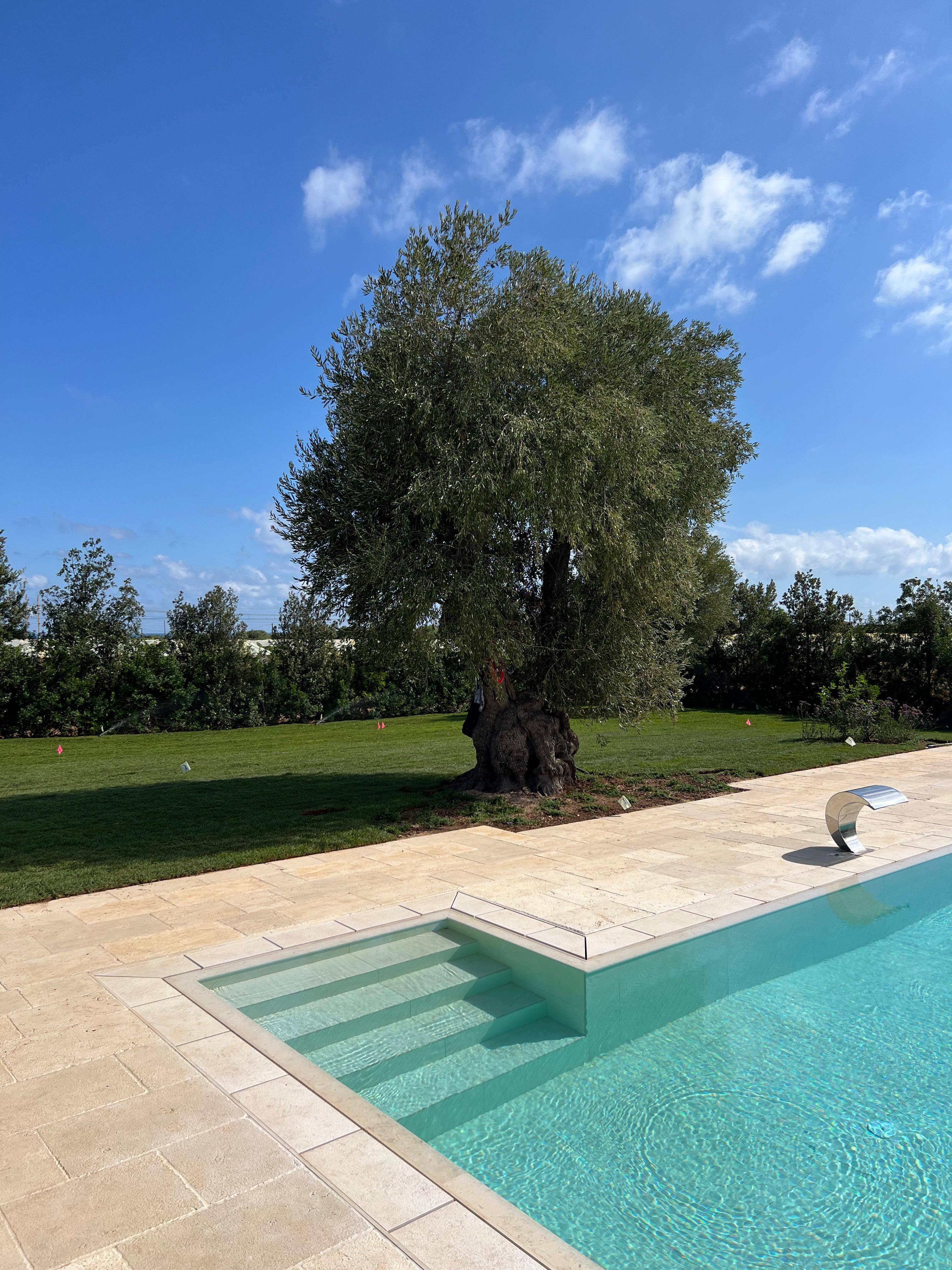 Piscina con ulivo secolare